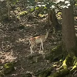 בית נופש La Colline